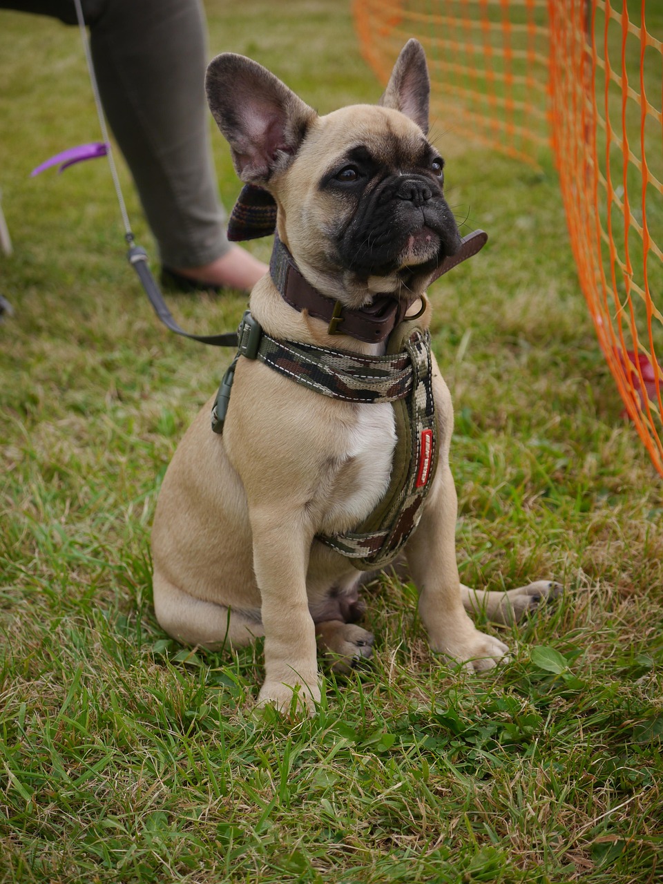 Home dog, canine, bulldog, french bulldog, animal, pet, harness