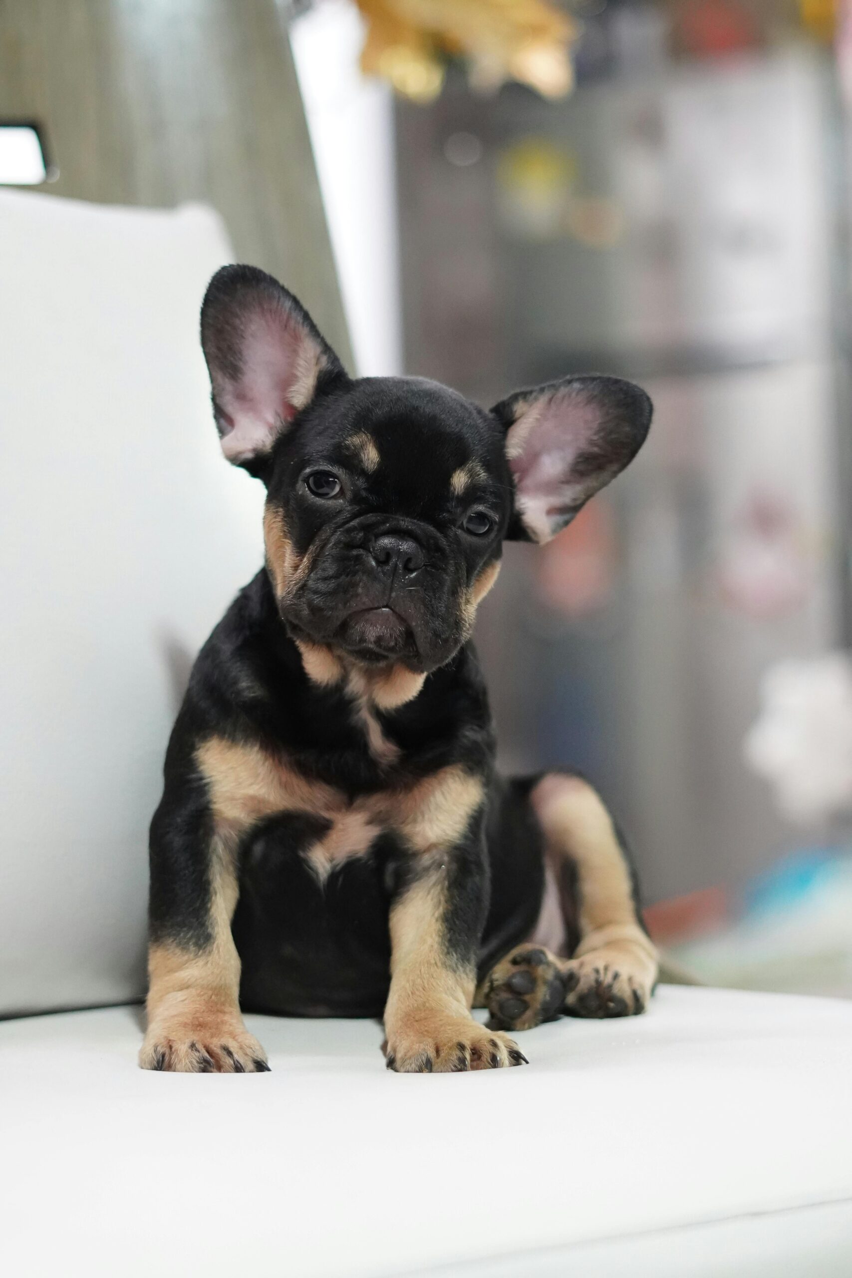 Home Charming French Bulldog puppy sitting indoors on a white couch, captured in a vertical shot.