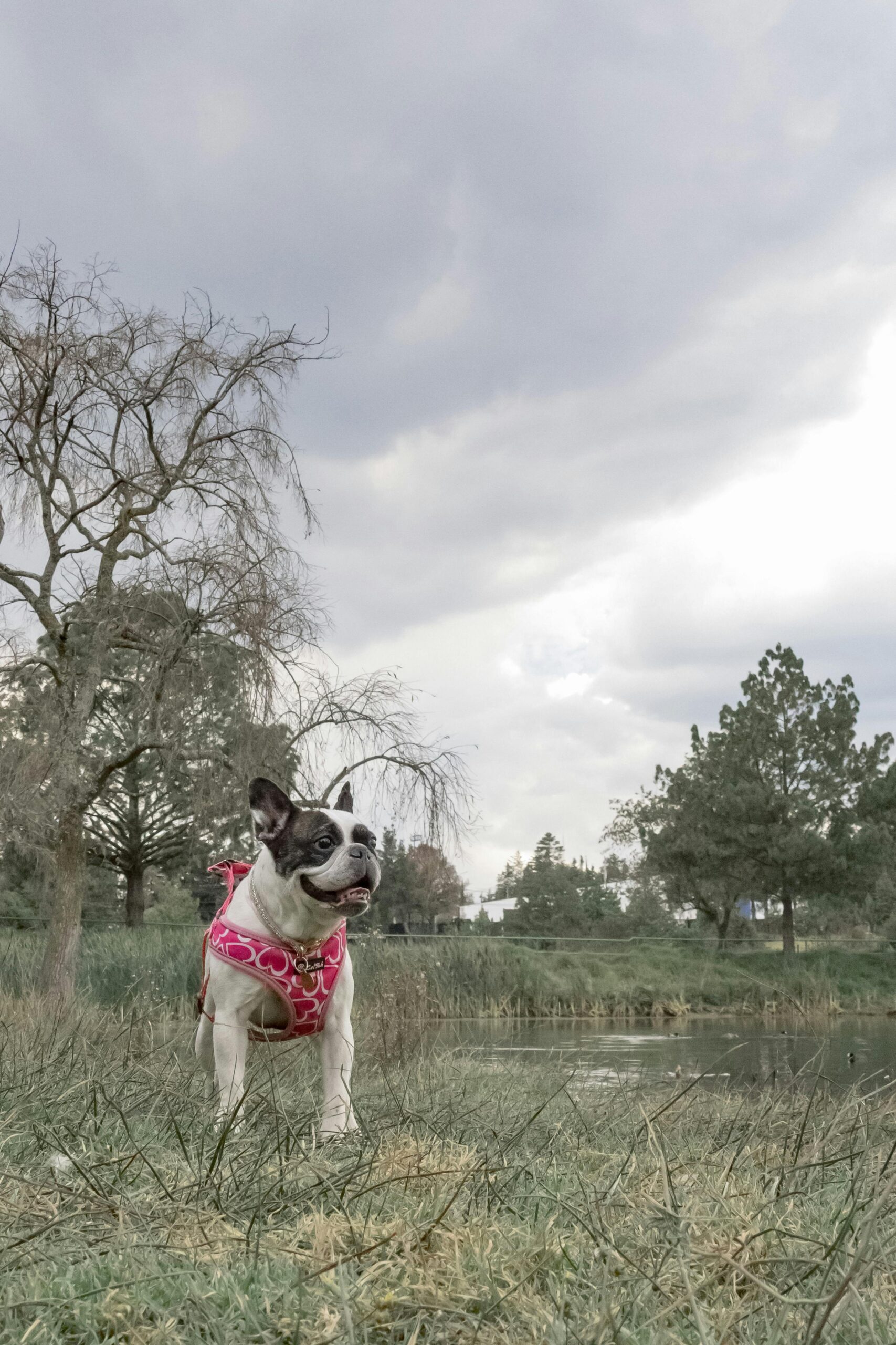 Home French Bulldog wearing pink harness stands by a serene lakeside with trees and cloudy sky.