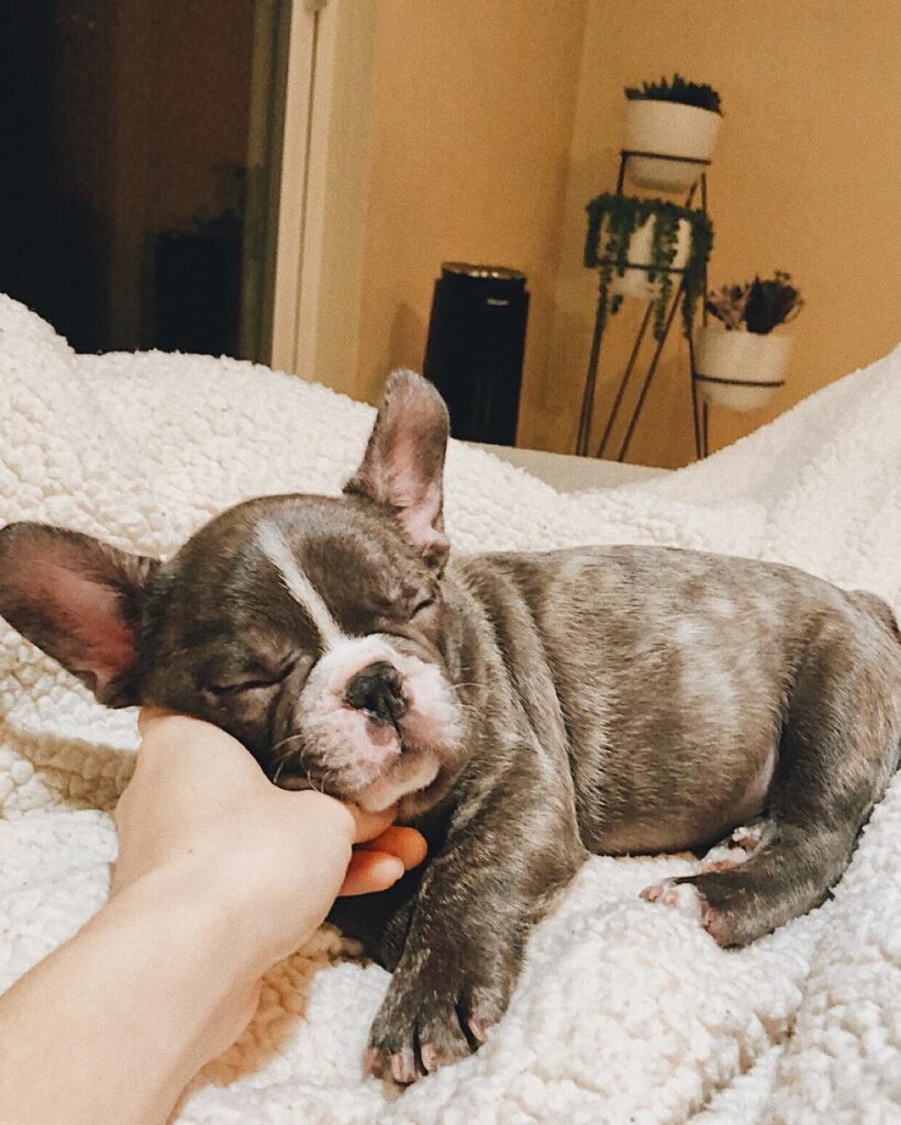 all plans for today have officially been canceled!⠀⠀⠀⠀⠀⠀⠀⠀⠀»»———— 　૮ ・ﻌ・ა　———— ««⠀⠀⠀⠀⠀⠀⠀⠀⠀#frenc