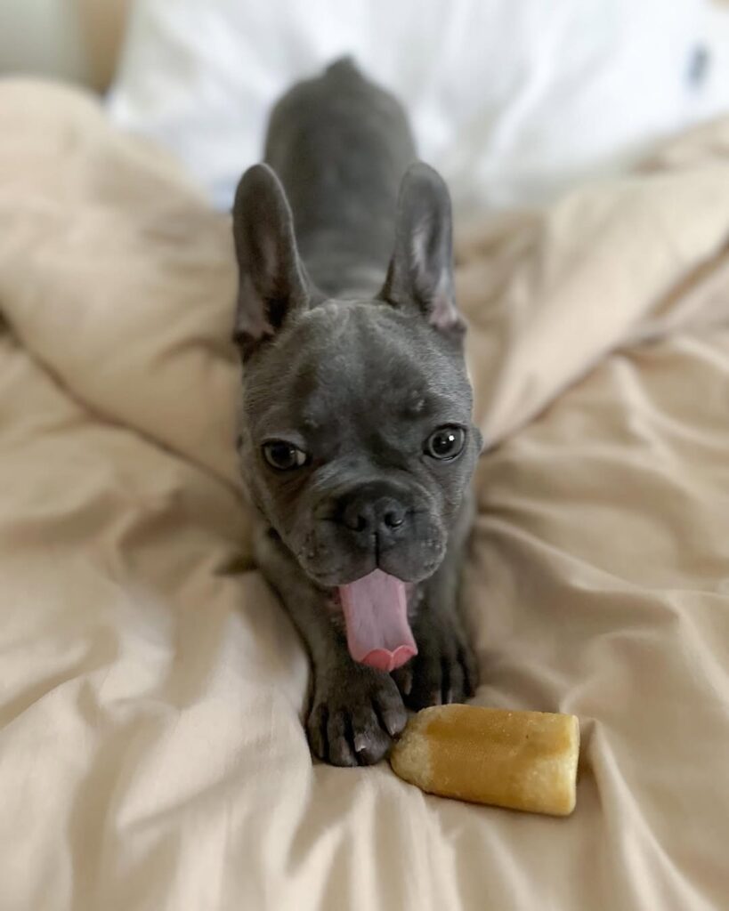 waking up from a great long refreshing nap#frenchie #frenchbulldog #frenchiepuppy #frenchbulldog (1)